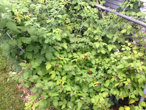 Black Raspberries