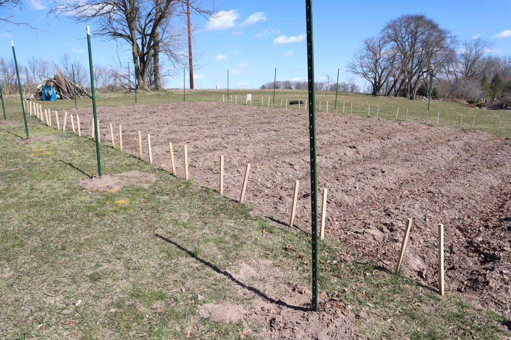 Image of backyard garden
